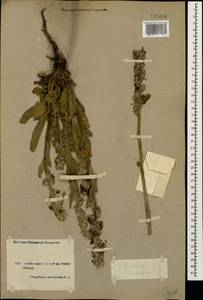 Verbascum gossypinum M. Bieb., Caucasus, Armenia (K5) (Armenia)