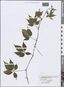 Parthenocissus inserta (A. Kern.) Fritsch, Eastern Europe, Middle Volga region (E8) (Russia)