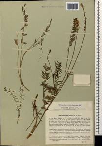 Onobrychis petraea (M.Bieb. ex Willd.) Fisch., Caucasus, Stavropol Krai, Karachay-Cherkessia & Kabardino-Balkaria (K1b) (Russia)