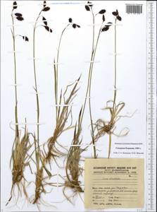 Carex atrofusca Schkuhr, Siberia, Chukotka & Kamchatka (S7) (Russia)