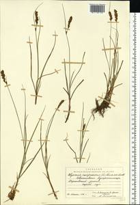 Blysmus compressus (L.) Panz. ex Link, Eastern Europe, North-Western region (E2) (Russia)