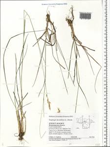 Danthonia decumbens (L.) DC., Eastern Europe, Central region (E4) (Russia)