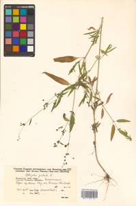 Atriplex patula L., Siberia, Russian Far East (S6) (Russia)