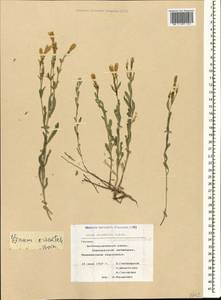 Linum mucronatum subsp. armenum (Bordzil.) P. H. Davis, Caucasus, Georgia (K4) (Georgia)