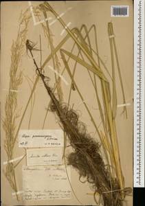 Psammochloa villosa (Trin.) Bor, Mongolia (MONG) (Mongolia)