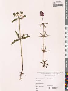 Pedicularis spicata Pall., Siberia, Chukotka & Kamchatka (S7) (Russia)