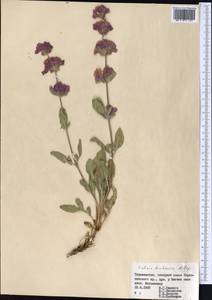 Salvia bucharica Popov, Middle Asia, Pamir & Pamiro-Alai (M2) (Tajikistan)