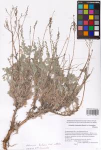 Artemisia lercheana Weber ex Stechm., Eastern Europe, Lower Volga region (E9) (Russia)