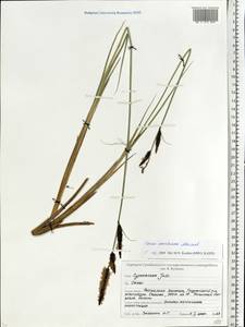 Carex elata subsp. omskiana (Meinsh.) Jalas, Eastern Europe, Belarus (E3a) (Belarus)