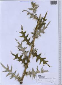 Cirsium, Eastern Europe, Lower Volga region (E9) (Russia)
