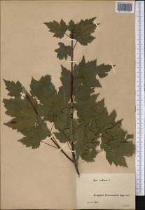 Acer rubrum L., Botanic gardens and arboreta (GARD) (Russia)