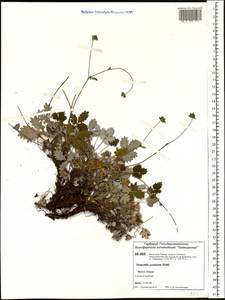 Potentilla ×prostrata Rottb., Siberia, Central Siberia (S3) (Russia)