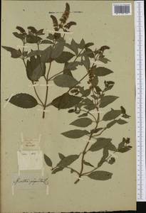 Mentha × piperita L., Western Europe (EUR) (Not classified)