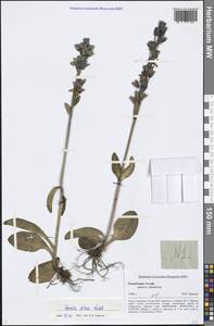 Swertia obtusa Ledeb., Siberia, Altai & Sayany Mountains (S2) (Russia)