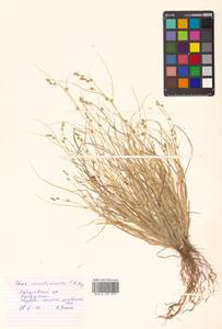 Carex remotiuscula Wahlenb., Siberia, Russian Far East (S6) (Russia)