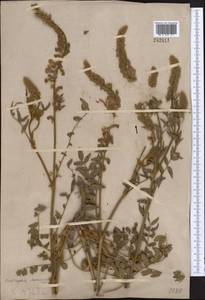 Onobrychis chorassanica Boiss., Middle Asia, Western Tian Shan & Karatau (M3)
