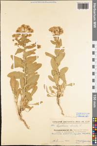 Lepidium draba L., Eastern Europe, North Ukrainian region (E11) (Ukraine)