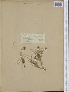 Edraianthus dalmaticus (A.DC.) A.DC., Western Europe (EUR) (Austria)
