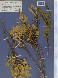 Wikstroemia alberti (Regel) Mottet, Middle Asia, Pamir & Pamiro-Alai (M2) (Uzbekistan)