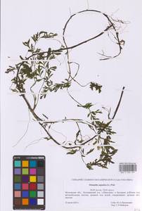 Oenanthe aquatica (L.) Poir., Eastern Europe, Moscow region (E4a) (Russia)