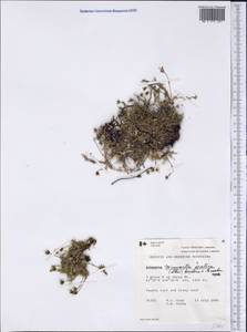 Cherleria arctica (Stev. ex Ser.) comb. ined., America (AMER) (Canada)