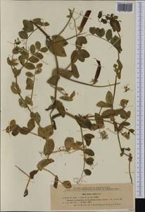 Pisum sativum subsp. elatius (M.Bieb.)Asch. & Graebn., Western Europe (EUR) (Romania)