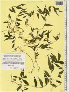 Oplismenus undulatifolius (Ard.) Roem. & Schult., Caucasus, Black Sea Shore (from Novorossiysk to Adler) (K3) (Russia)