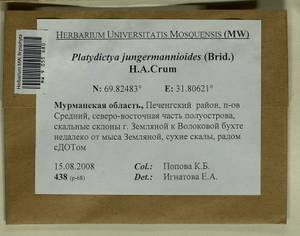 Platydictya jungermannioides (Brid.) H.A. Crum, Bryophytes, Bryophytes - Karelia, Leningrad & Murmansk Oblasts (B4) (Russia)