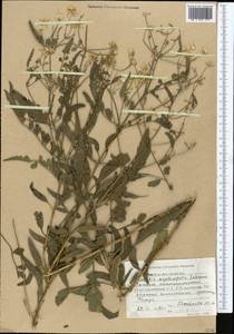 Clematis asplenifolia Schrenk ex Fisch. & C. A. Mey., Middle Asia, Western Tian Shan & Karatau (M3) (Kyrgyzstan)