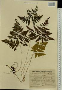 Gymnocarpium robertianum (Hoffm.) Newman, Eastern Europe, Middle Volga region (E8) (Russia)