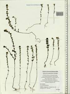 Euphrasia × vernalis List, Eastern Europe, North-Western region (E2) (Russia)