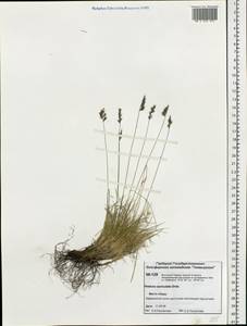 Festuca auriculata Drobow, Siberia, Central Siberia (S3) (Russia)