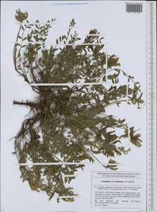 Astragalus rupifragus Pall., Eastern Europe, Eastern region (E10) (Russia)