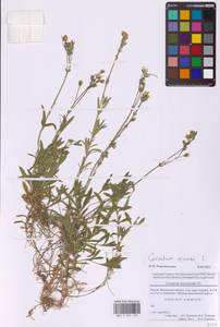 Cerastium arvense L., Eastern Europe, Moscow region (E4a) (Russia)