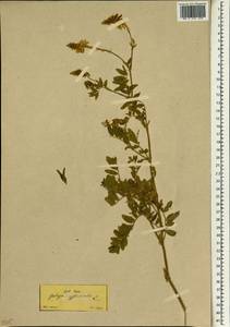 Galega officinalis L., South Asia, South Asia (Asia outside ex-Soviet states and Mongolia) (ASIA) (Turkey)