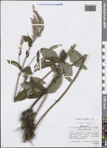 Mentha longifolia (L.) L., Eastern Europe, Middle Volga region (E8) (Russia)