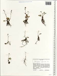 Thalictrum alpinum L., Mongolia (MONG) (Mongolia)