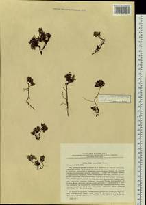 Salix rotundifolia Trautv., Siberia, Chukotka & Kamchatka (S7) (Russia)