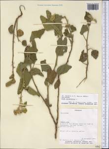 Sida cordifolia L., America (AMER) (Paraguay)