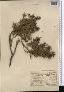 Juniperus excelsa subsp. polycarpos (K.Koch) Takht., Middle Asia, Pamir & Pamiro-Alai (M2) (Uzbekistan)