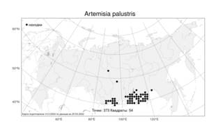 Artemisia palustris L., Atlas of the Russian Flora (FLORUS) (Russia)