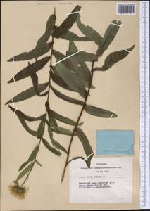 Pentanema salicinum (L.) D. Gut. Larr., Santos-Vicente, Anderb., E. Rico & M. M. Mart. Ort., Siberia, Altai & Sayany Mountains (S2) (Russia)
