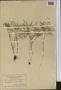 Elwendia intermedia (Korovin) Pimenov & Kljuykov, Middle Asia, Western Tian Shan & Karatau (M3) (Kyrgyzstan)