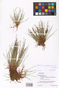 Eleocharis oxylepis (Meinsh.) B.Fedtsch., Eastern Europe, Central region (E4) (Russia)