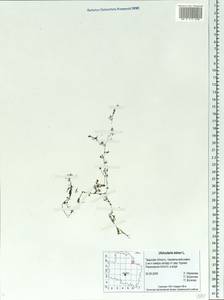 Utricularia minor L., Eastern Europe, North-Western region (E2) (Russia)