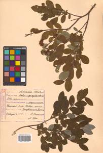 Salix myrtilloides L., Siberia, Russian Far East (S6) (Russia)