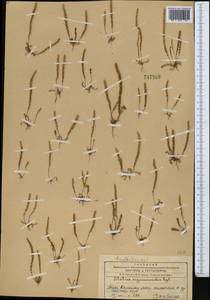 Psylliostachys ×myosuroides (Regel) Roshkova, Middle Asia, Western Tian Shan & Karatau (M3) (Kazakhstan)