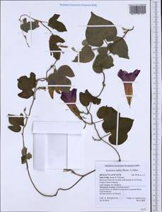 Ipomoea indica (Burm.) Merr., Western Europe (EUR) (Italy)