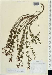 Dorycnium pentaphyllum subsp. herbaceum (Vill.)Rouy, Crimea (KRYM) (Russia)