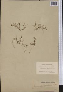 Ranunculus hyperboreus Rottb., America (AMER) (Greenland)